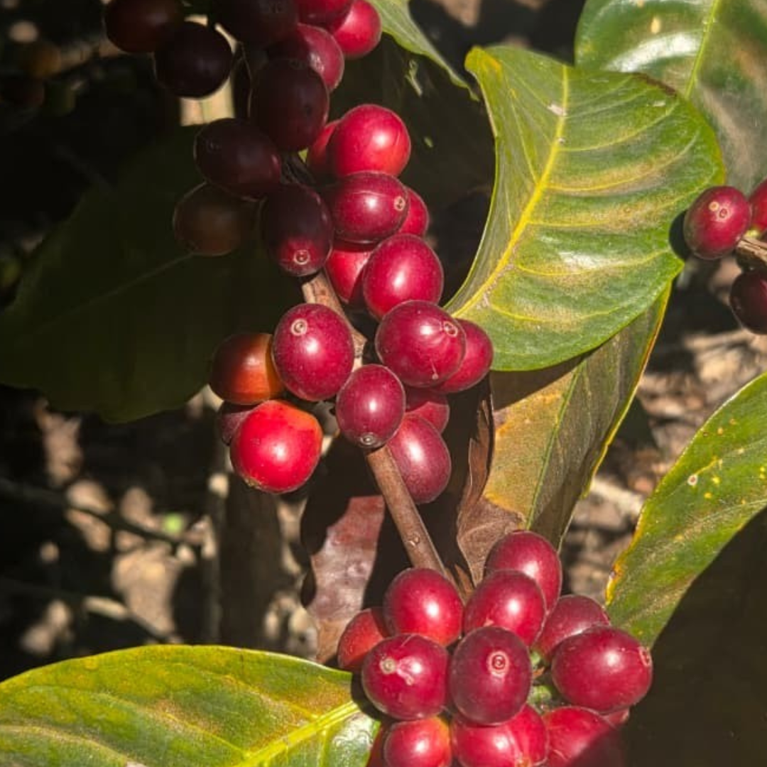 Geisha - Natural Process - Green Coffee Samples