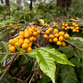 Yellow Bourbon - Washed Process - Green Coffee Sample