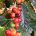 Pink Bourbon - Natural Process - Green Coffee Sample