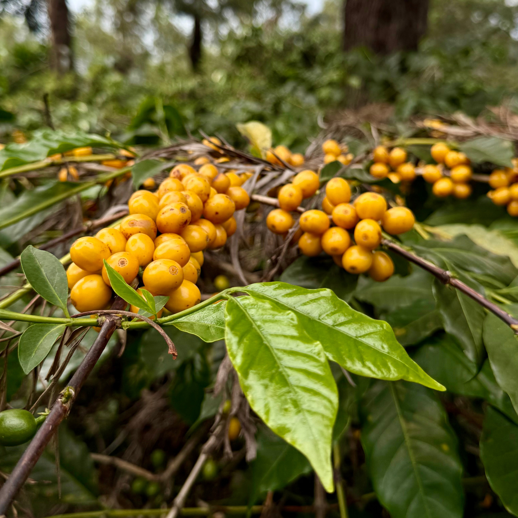 YELLOW BOURBON - WASHED 12oz