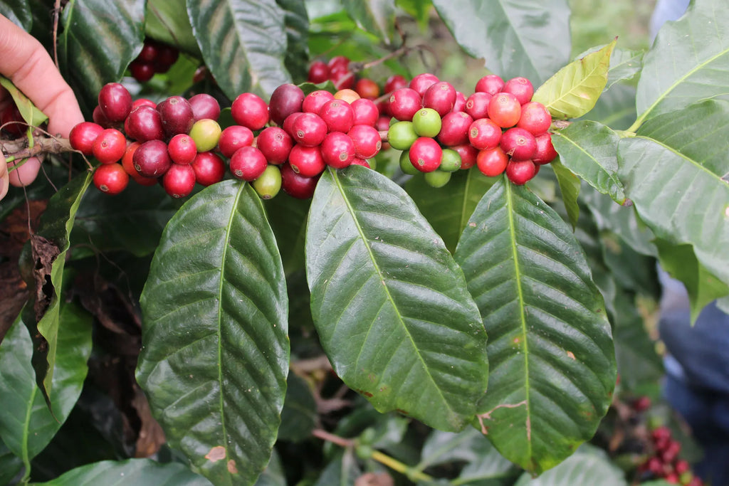 EXÓTICO BLEND - 5 lb