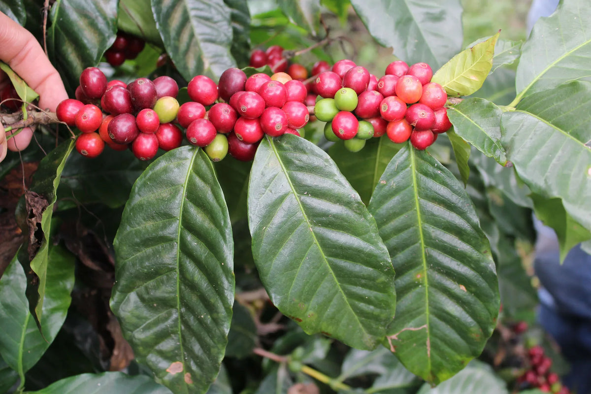 EXÓTICO BLEND - 5 lb