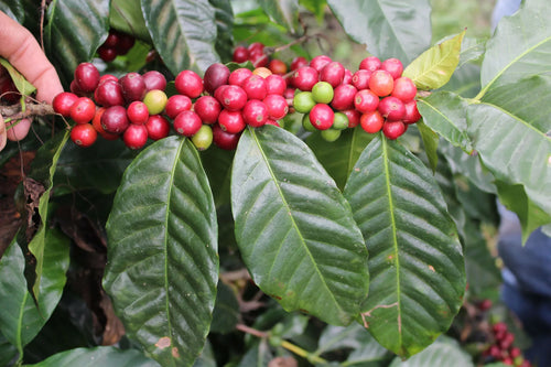EXÓTICO BLEND - 5 lb
