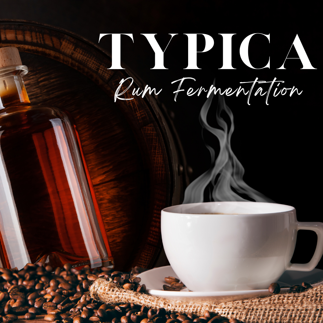 TYPICA - WASHED - RUM FERMENTATION